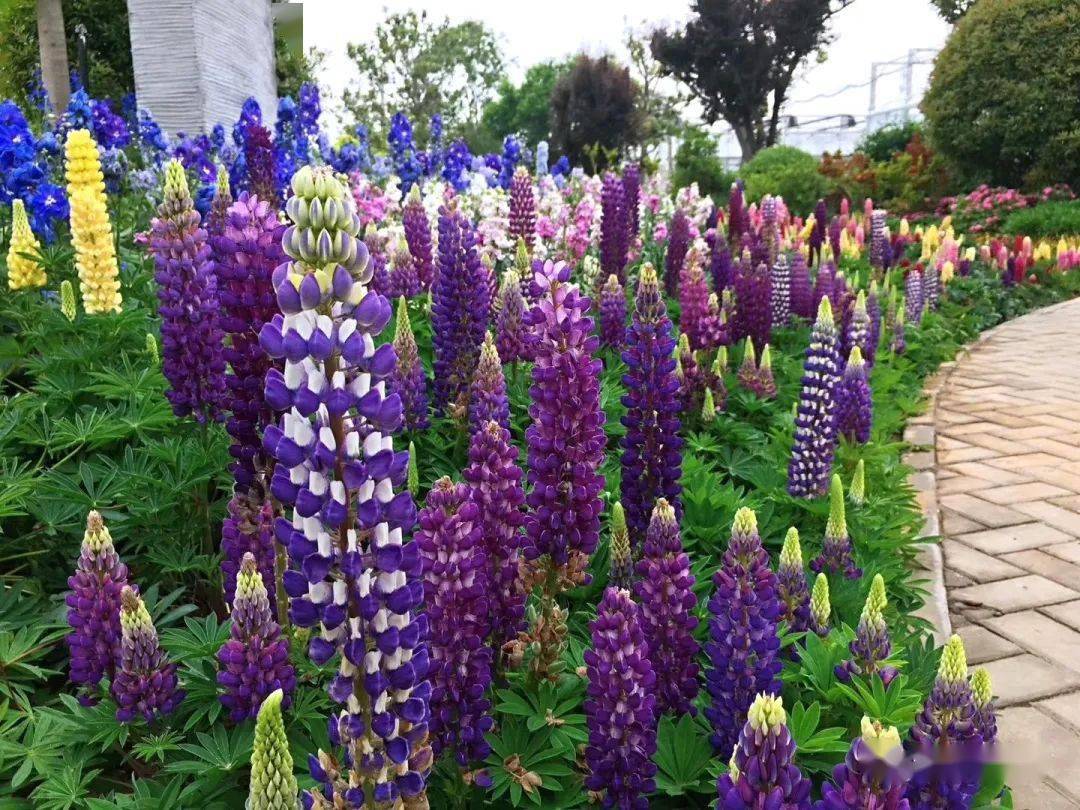 精选春季花境应用宿根品种推荐