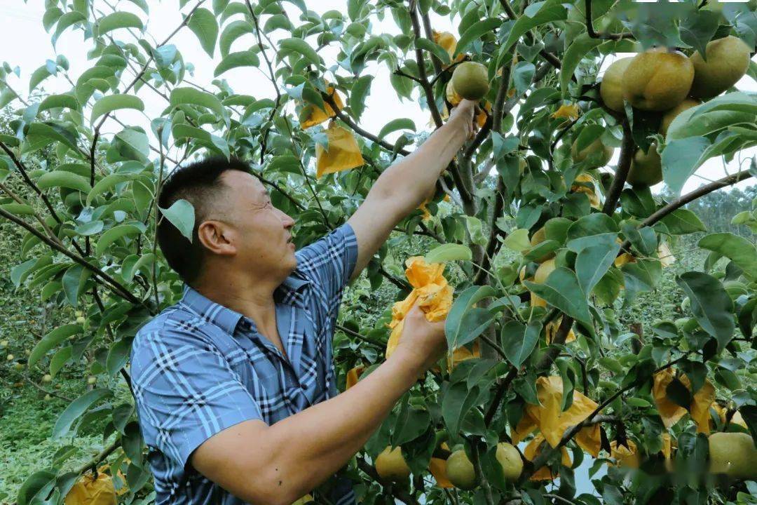 炎炎夏日，彭州人解暑“梨”不开这两个地方！