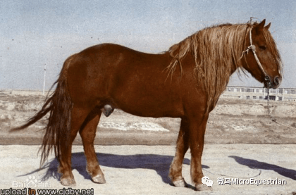 阿尔登马ardennes horse_搜狐汽车_搜狐网