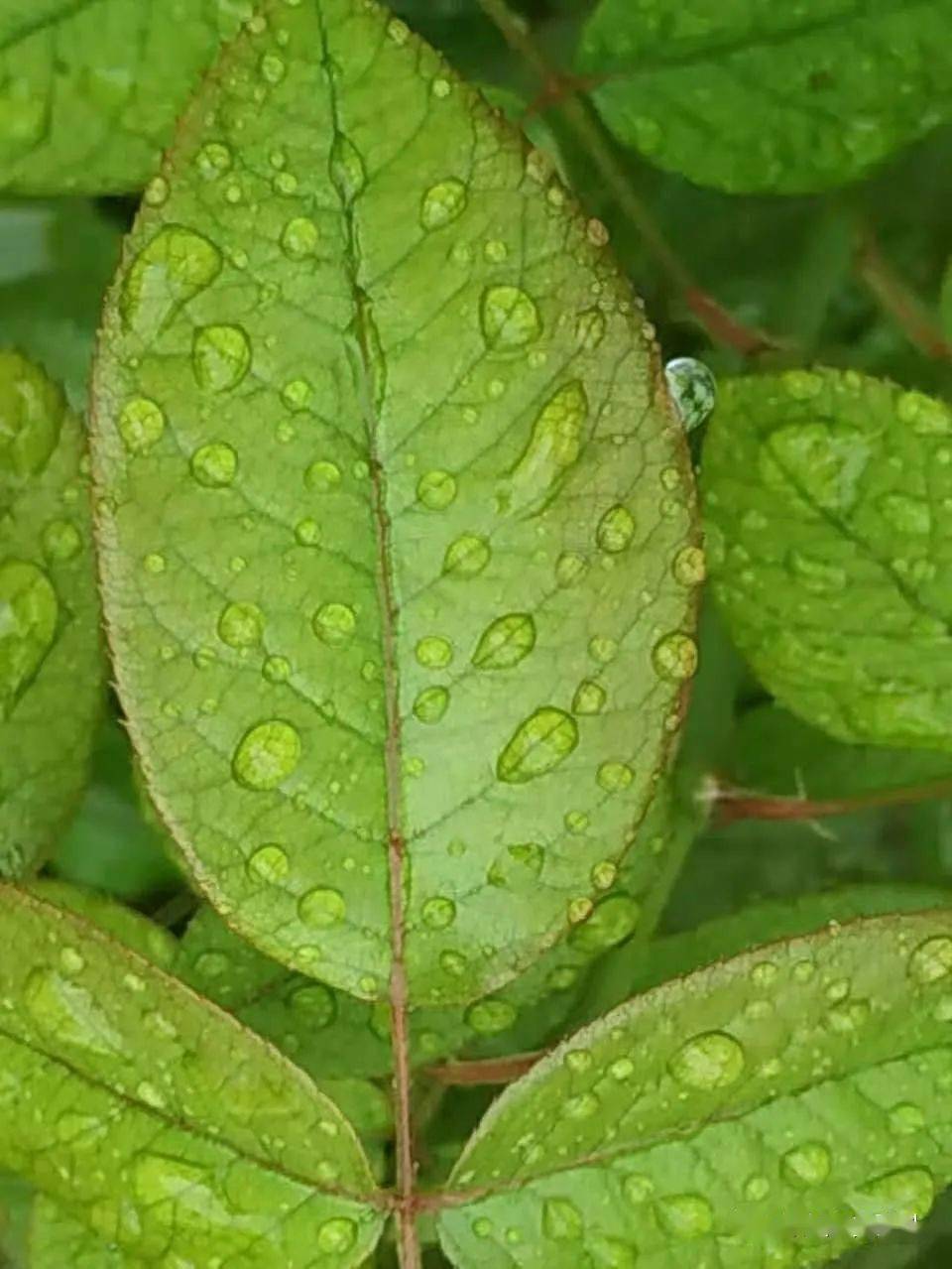 涂汗疱疹的药膏_汗疱疹用什么药膏最好_治疗汗疱疹的乳膏