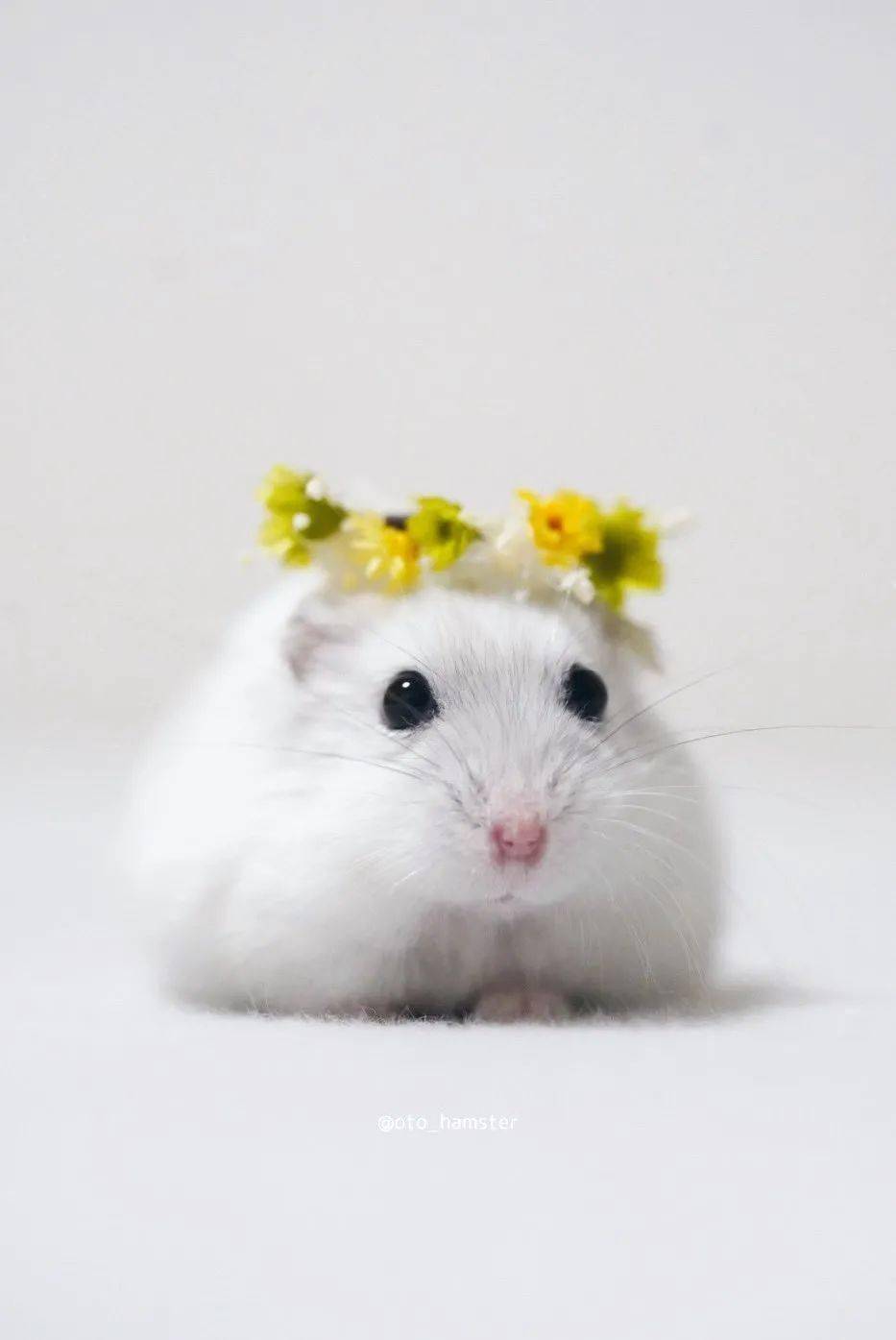 萌到心化这只小精灵一样的仓鼠让人疯狂心动