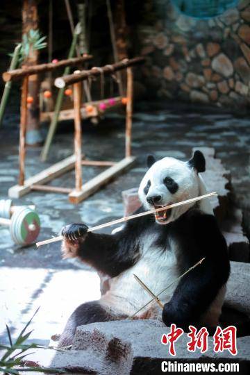 Yuewen|Ji 'nan Wildlife World giant panda ＂Er Xi＂ celebrates its 11th birthday