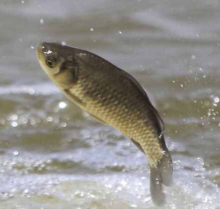 小火|草鱼不仅肉质鲜美 更有甘温暖胃的疗效