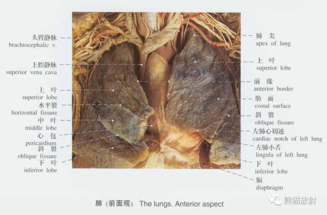 系統解剖標本圖譜丨呼吸系統