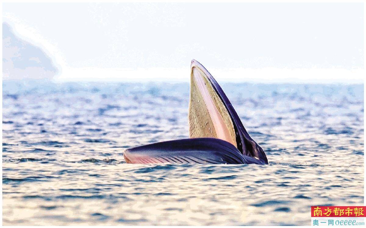 1个月了小布氏鲸在深奇幻漂流