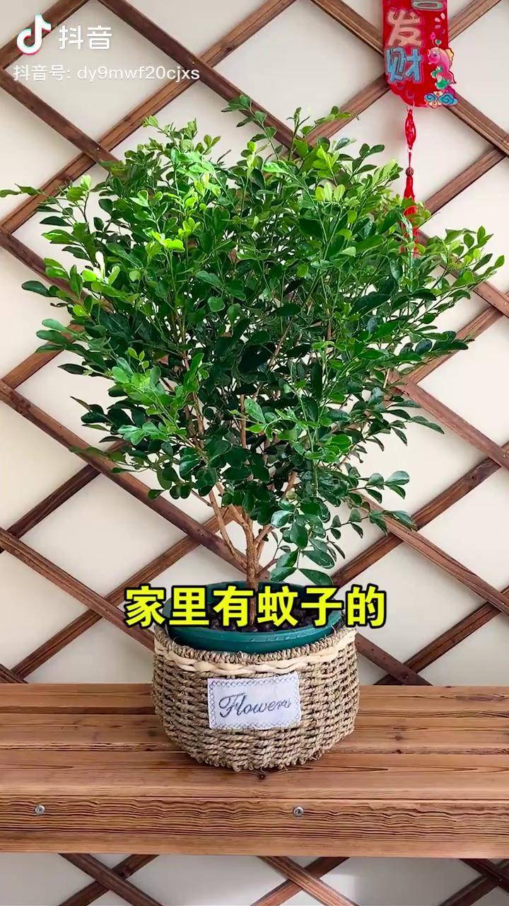 比香水还香的 绿植那就是 九里香了,又叫千里眼,不仅可以 驱蚊而且
