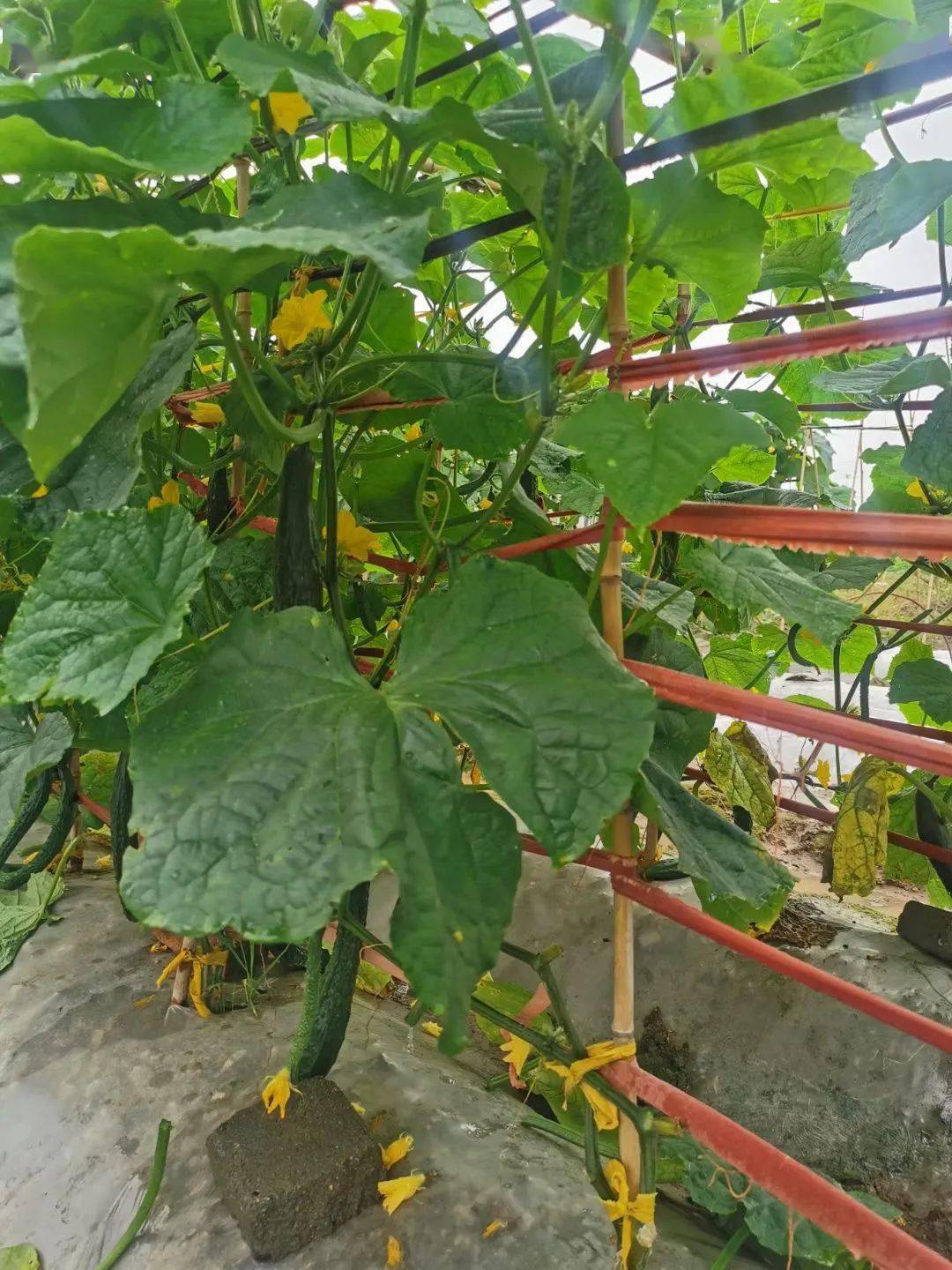 黄瓜很快爬满整个黄瓜架,它们的身影无处不在,  总有一些黄瓜老去