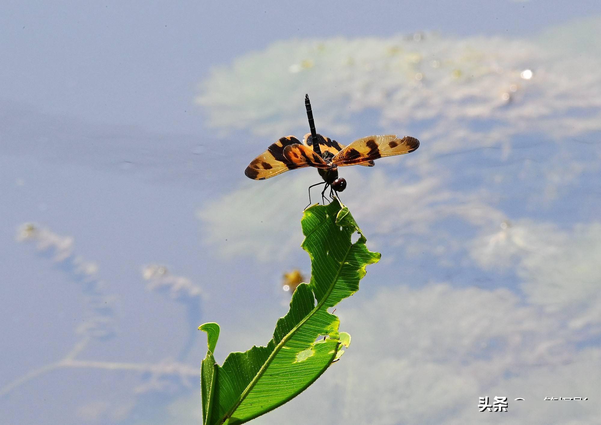 池塘边,蜻蜓飞舞