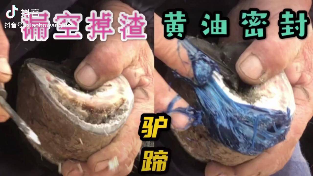 二把刀修蹄留下烂摊子蹄子整个镂空烂到小蹄抠干净再塞满黄油驴毛驴修