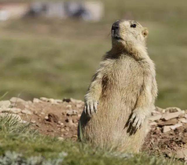 土拨鼠
