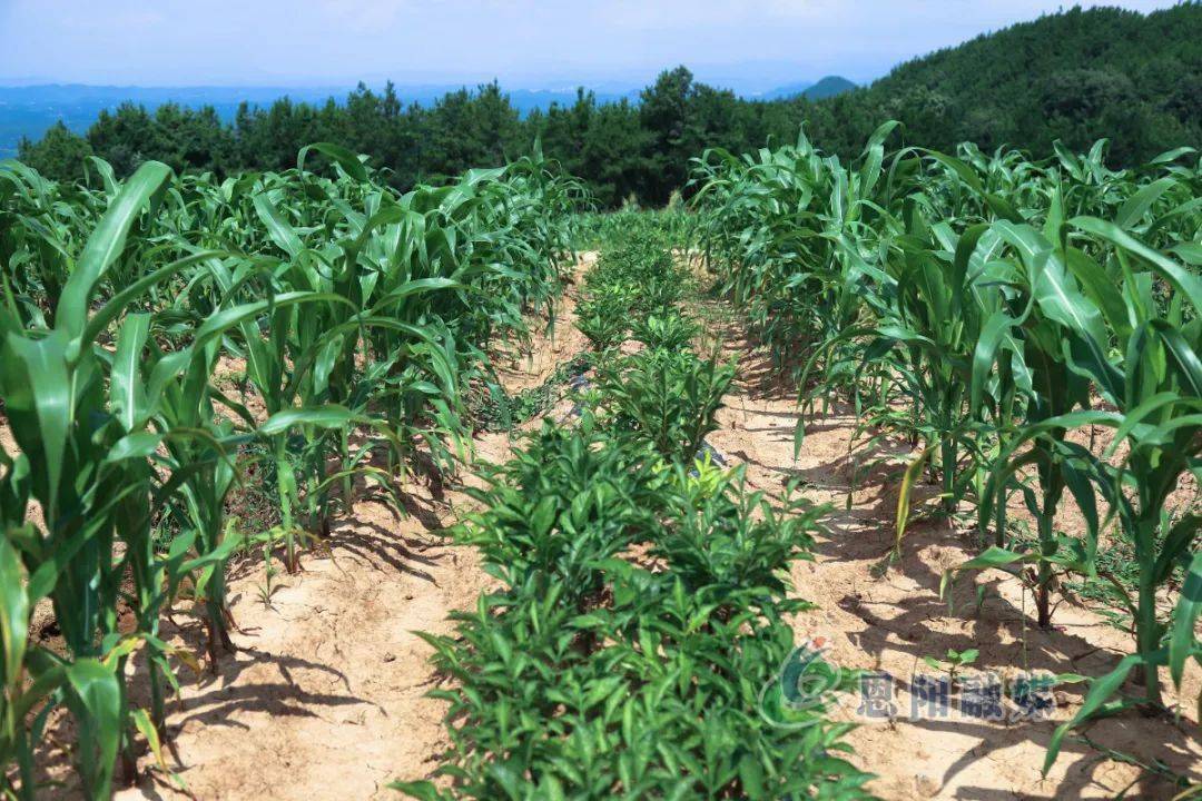 魔芋产业奏响乡村振兴进行曲