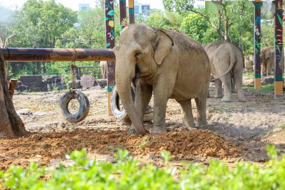 真相是……_大象