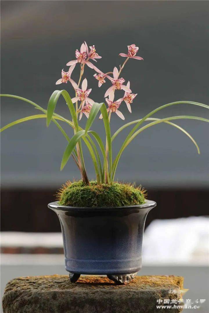 古人养兰防治病害方法艺兰秘诀第二篇