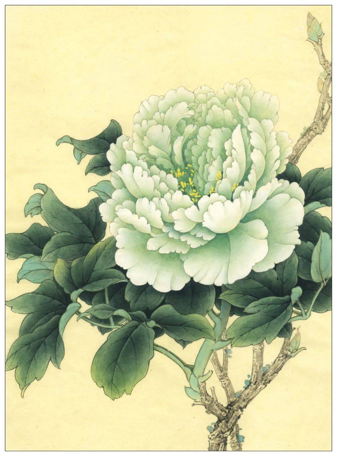 素材| 李晓明改编《田世光牡丹十五品》绘制步骤图 美不胜收_工笔画