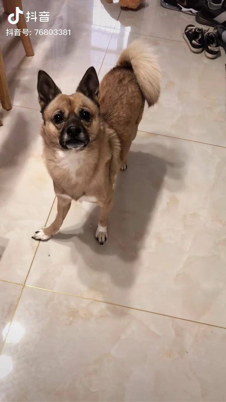 丑就是丑乖就是乖大伙说我们丑乖丑乖的中华田园犬狗狗