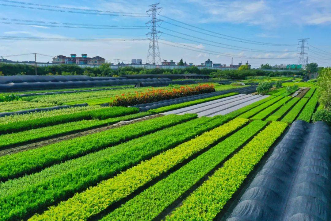 聚焦做大分好蛋糕萧山新街高质量打造商贸宜居现代化街道