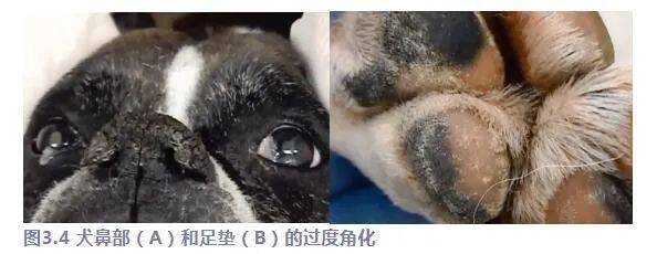 俺家吱吱莱莱那些事之犬病防治与保护 皮肤