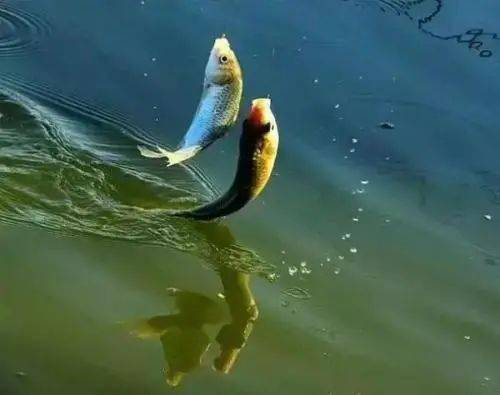 怎么晒鱼不引苍蝇 bdadce077cdf473dbdf1d7988663a472.jpeg