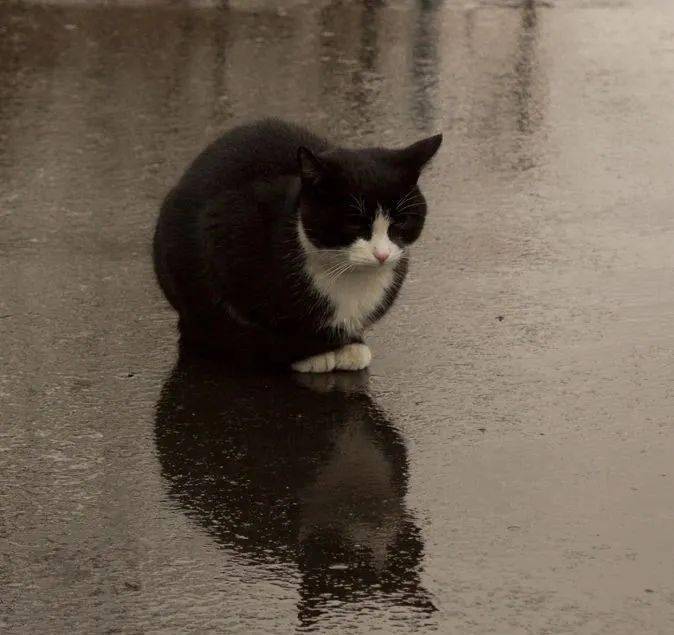 "暴雨过后,我经常喂的那只流浪猫再也不见了…"