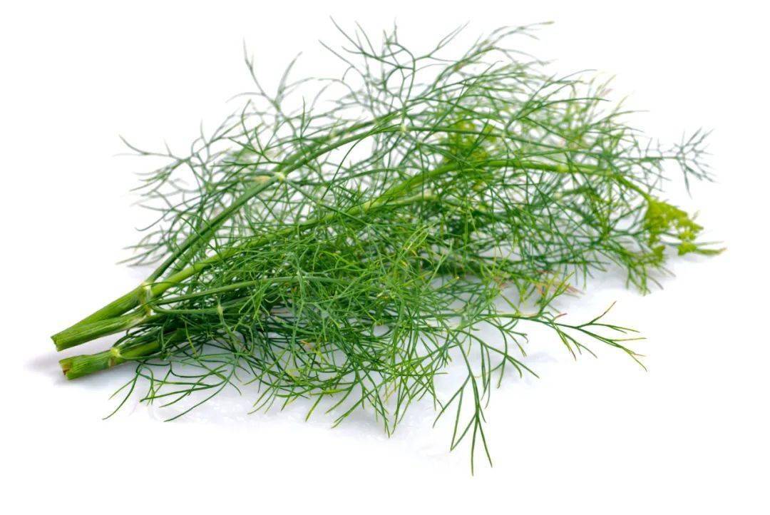 它是绿叶蔬菜第一名,养阳驱寒,还是胃病克星!_茴香