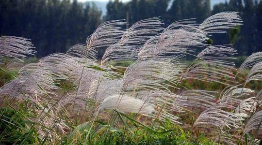 英文诗丨起风了