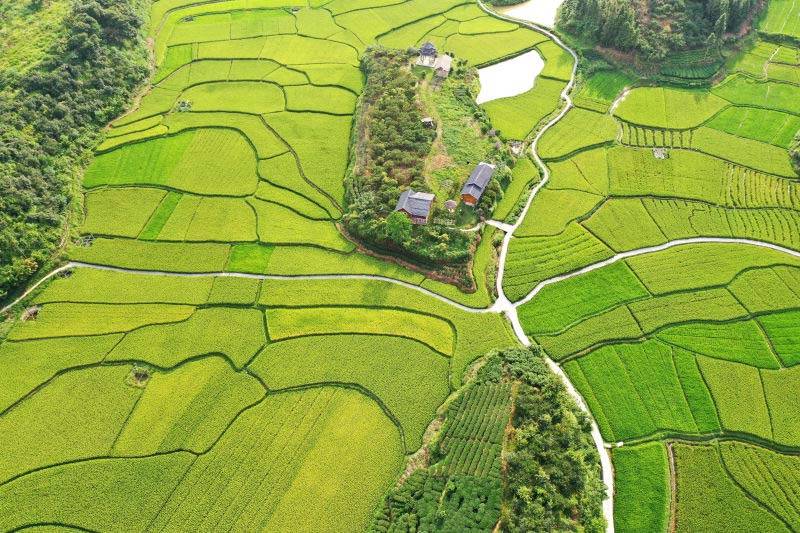 广西三江稻田阡陌纵横美如画