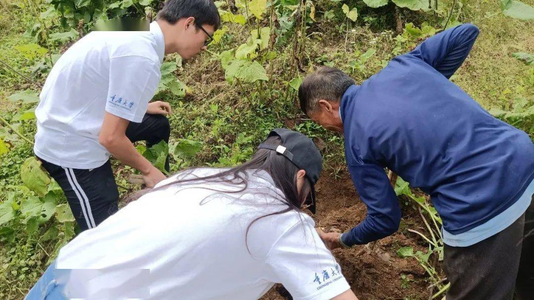 本次调研木香种植基地,重庆大学药学院"开州木香,乡村振兴"实践团走进