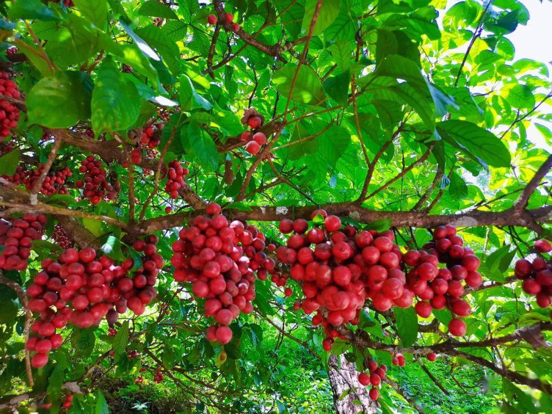 【云果】八月江城三丫果,酸甜可口"红灯笼"!