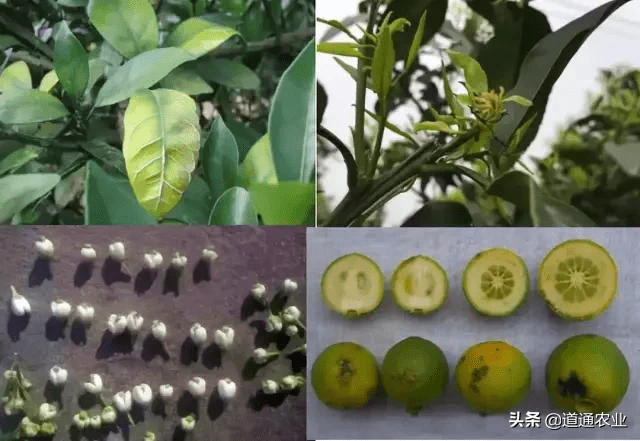 植物缺硼图片