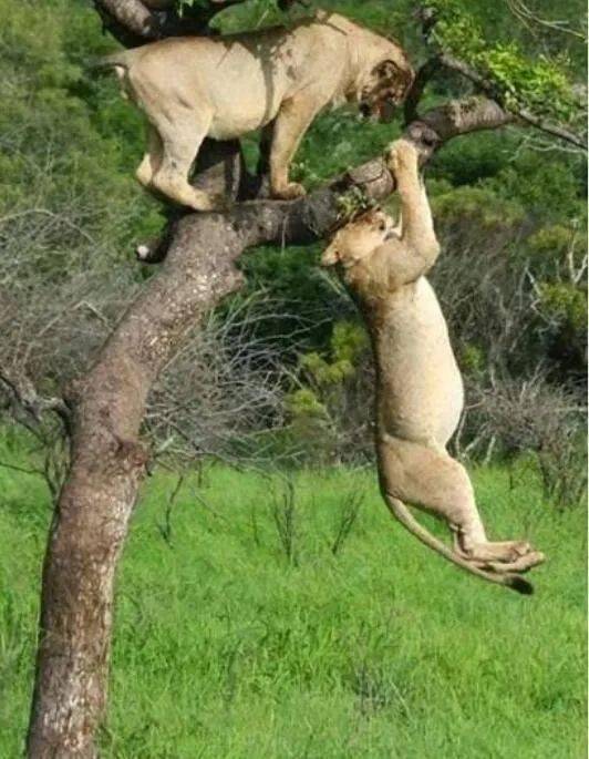 哈哈精彩抓拍照片真是太有趣了