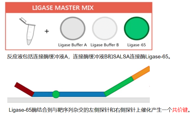 MLPA技术原理介绍_检测