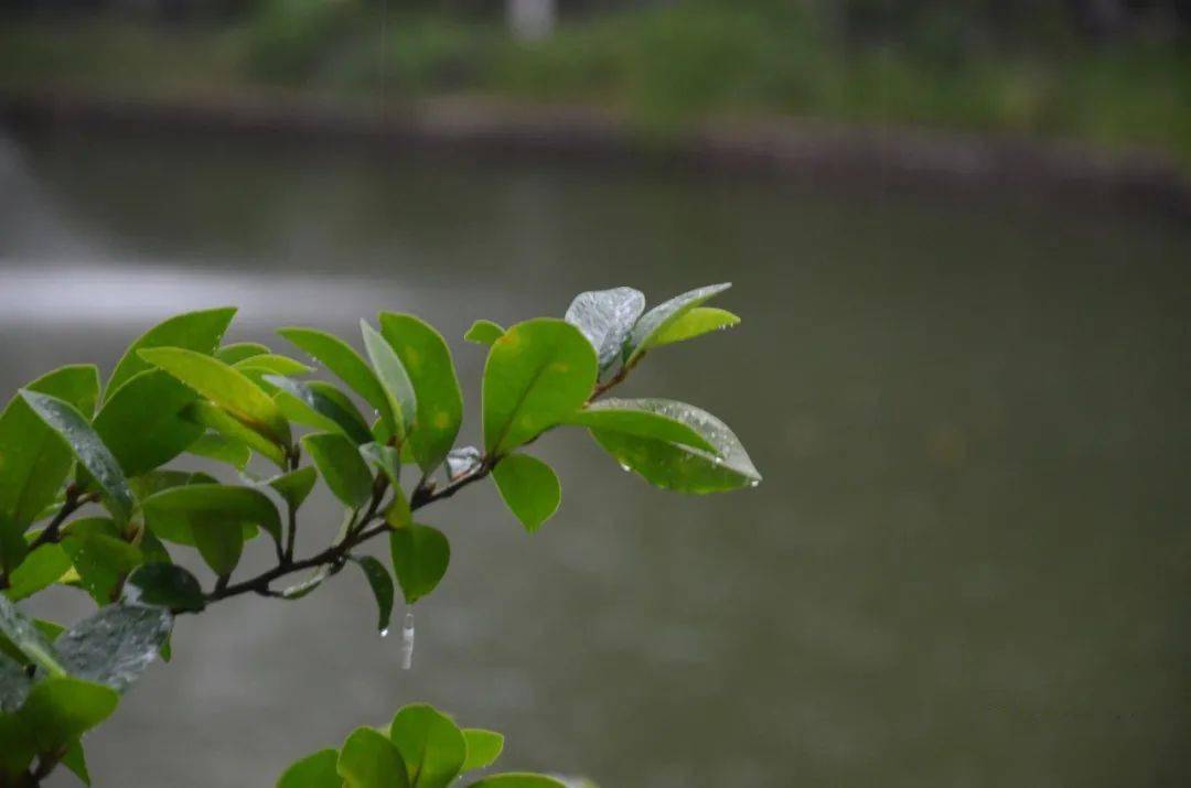 一番好景,莆院"雨"你相约