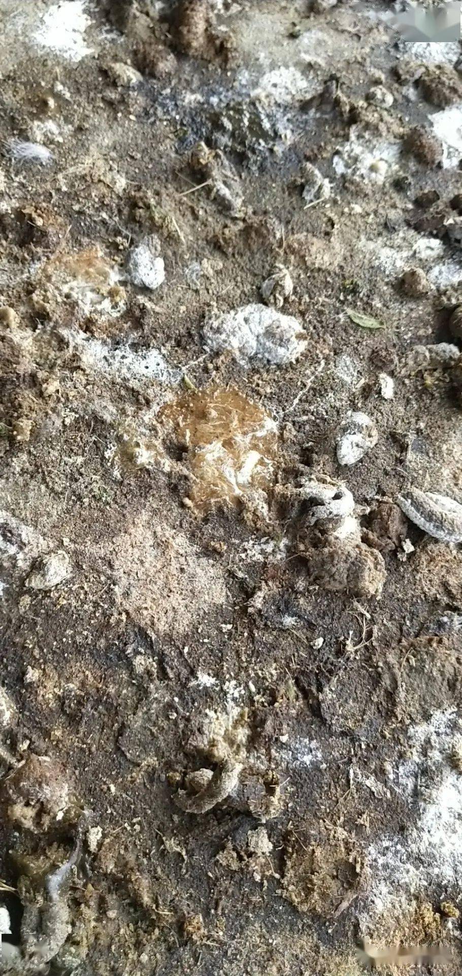 肉鸡治疗大肠杆菌低成本效果好疗程短收益高