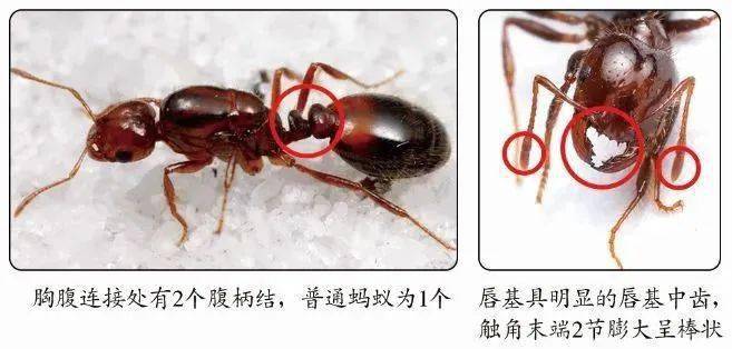 红火蚁的身体结构图片