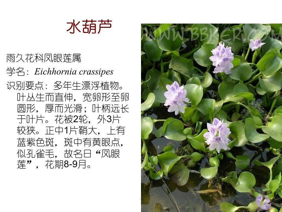 水培植物图片名称图片