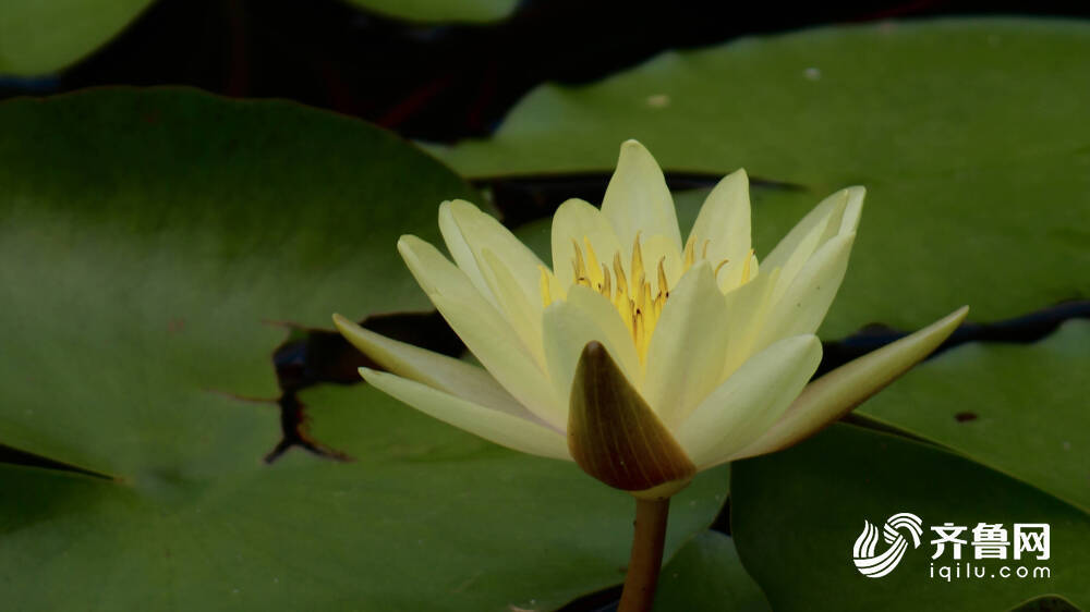 你可曾见过大明湖畔的 花之女王 王莲