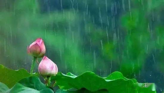 姜新联 夏天的雨