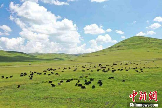 岷县|甘肃岷县近百万亩湿地草原牛羊成群马儿跑