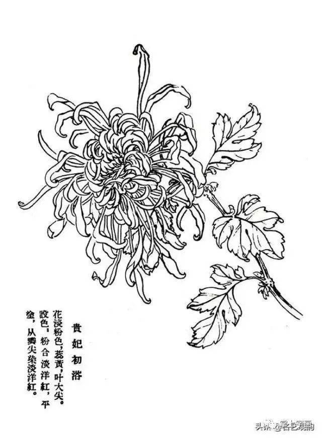 60种菊花工笔白描写生画法