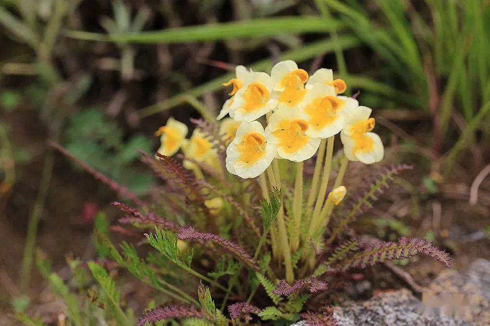 川西7月|乱花渐欲迷人眼的马先蒿_上唇