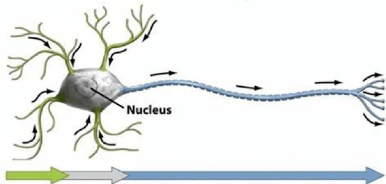 树突轴突胞体符号图片