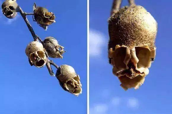 像宠派养花大全鹦鹉花世界上最大的花,感觉下一秒就要变成食人花了宠
