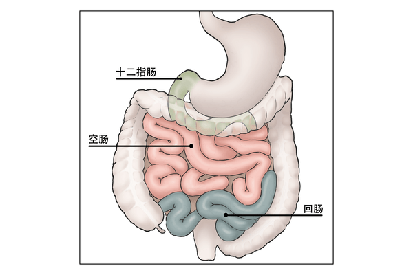 回肠空肠位置图片图片