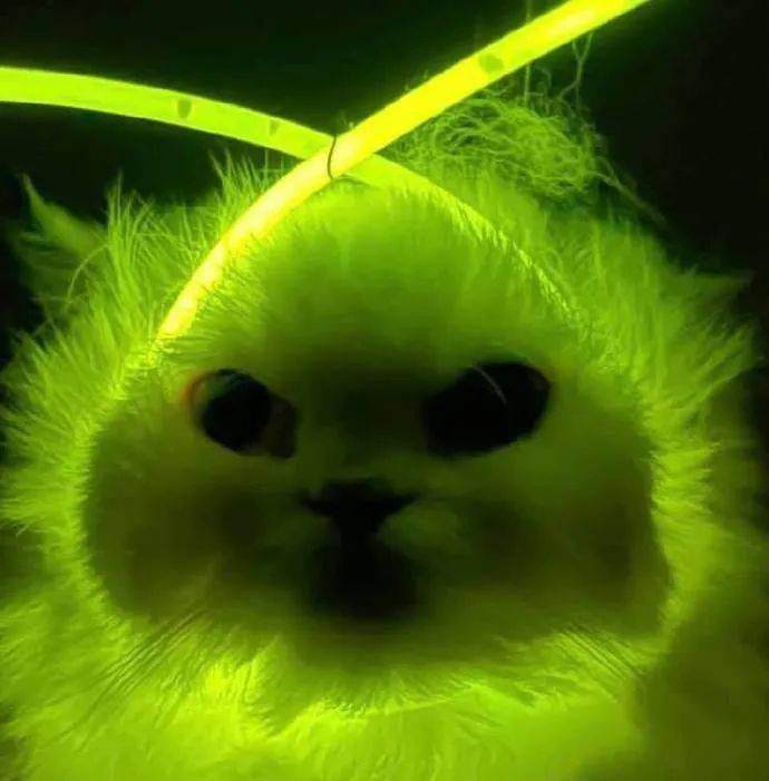 猫咪荧光棒表情包制作图片