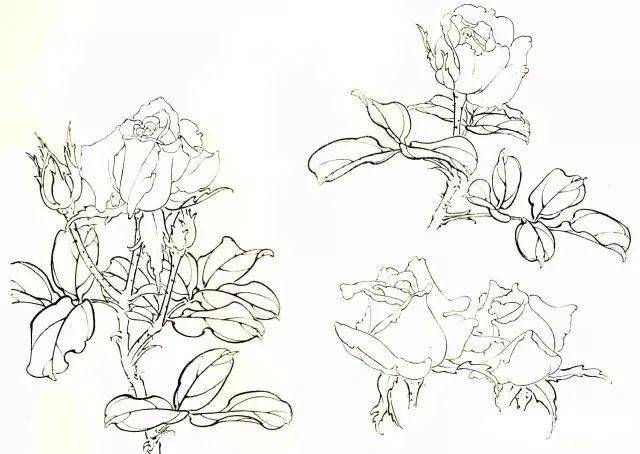 国画教程月季花的白描写生技法月季花图谱