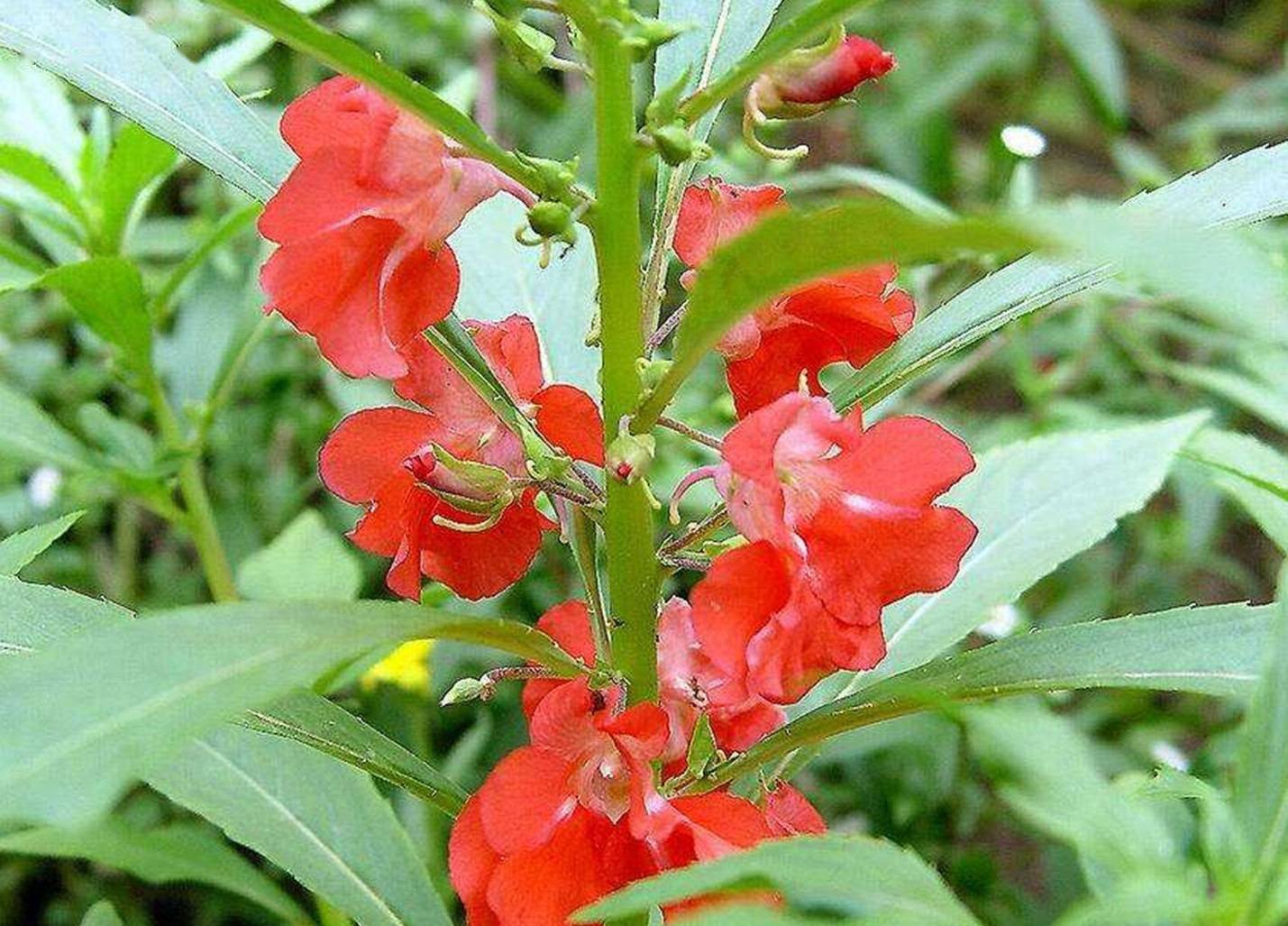 小桃红呀小桃红:今夜轻轻眠,明晨可见奇?