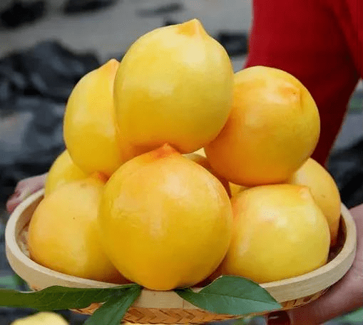 沂蒙山黄菊油桃桃中精品产地直发仅288元5斤抢门市价69元黄菊油桃脆甜