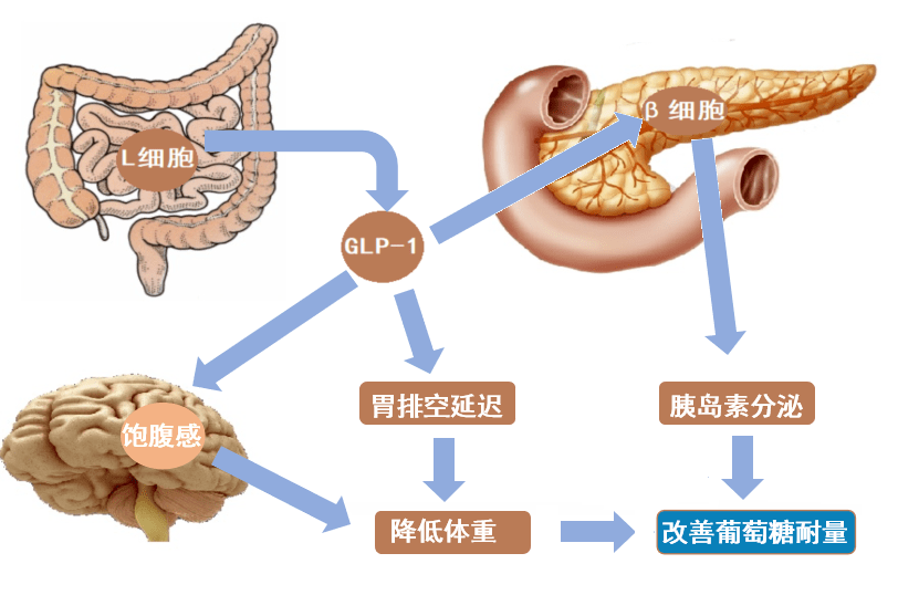 glp-1通過作用於胰腺β細胞,腦組織和其他器官,促進胰島素分泌,減少胰