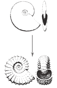 左:菊石形貌从简单变复杂 | 参考文献[3]中:宝可梦动画片里的菊石兽