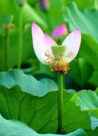 独醉|图集丨袅袅婷婷，摇曳生姿！秋日“荷”你有约